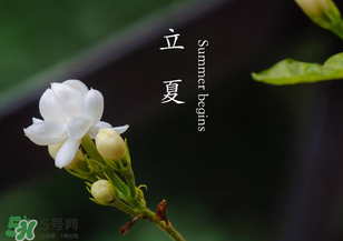 立夏開什么花？立夏有什么花？