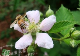 樹莓有毒嗎？樹莓有刺嗎？