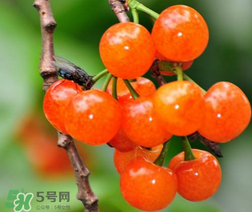 立夏嘗三新指的是什么？立夏嘗新活動(dòng)