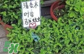 寶寶驅(qū)蚊產(chǎn)品哪個好？寶寶驅(qū)蚊用什么好？
