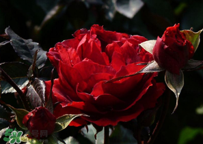 母親節(jié)可以送玫瑰花嗎？母親節(jié)送幾朵玫瑰花好？