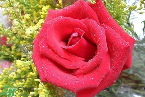 母親節(jié)可以送玫瑰花嗎？母親節(jié)送幾朵玫瑰花好？