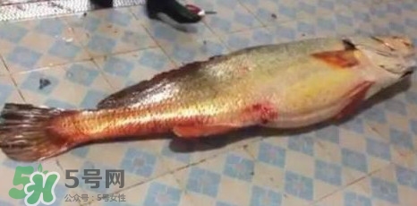 天價(jià)魚賣出347萬(wàn) 金錢鳘為什么這么貴？
