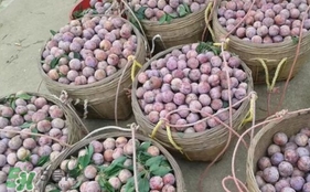 三華李怎么種植？三華李種植技術(shù)