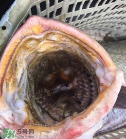 天價(jià)魚賣出347萬(wàn) 金錢鳘為什么這么貴？
