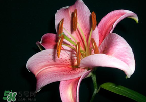 母親節(jié)可以送百合嗎？送母親百合花該送幾朵？