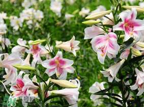 母親節(jié)可以送百合嗎？送母親百合花該送幾朵？