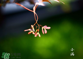 小滿是什么節(jié)氣？小滿是第幾個節(jié)氣？