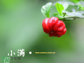 小滿是什么節(jié)氣？小滿是第幾個節(jié)氣？