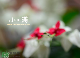 小滿是什么節(jié)氣？小滿是第幾個節(jié)氣？
