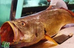 黃唇魚可以養(yǎng)殖嗎？黃唇魚能養(yǎng)殖嗎？