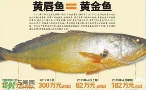 黃唇魚(yú)是黃花魚(yú)嗎？黃唇魚(yú)是黃魚(yú)嗎？