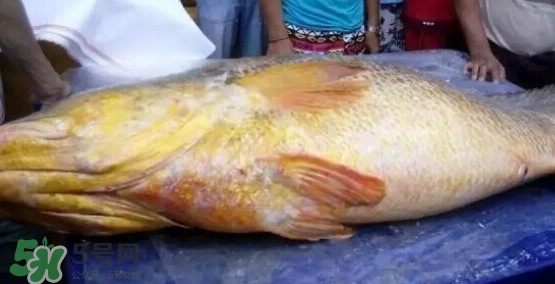 黃唇魚可以買賣嗎？黃唇魚買賣違法嗎？