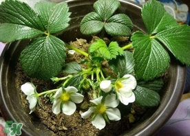 菠蘿莓種子哪里有賣？哪里能買得到菠蘿莓種子？