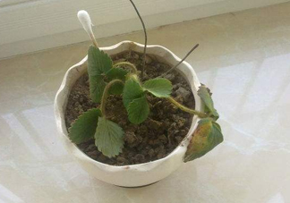 菠蘿莓苗多少錢一顆？菠蘿莓怎么種植
