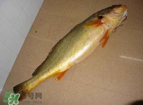 黃唇魚為什么那么貴？黃唇魚為什么這么貴