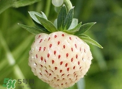菠蘿莓種子哪里有賣？哪里能買得到菠蘿莓種子？