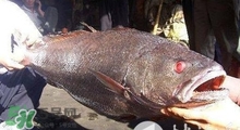 黃唇魚可以養(yǎng)殖嗎？黃唇魚能養(yǎng)殖嗎？
