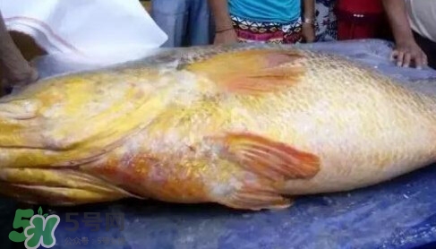 黃唇魚為什么那么貴？黃唇魚為什么這么貴