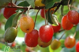 羊奶子什么時候成熟？羊奶子什么樣子