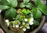 菠蘿莓種子哪里有賣？哪里能買得到菠蘿莓種子？