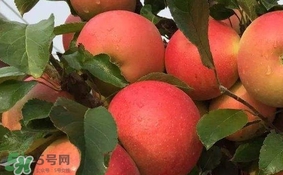 紅心蘋果多少錢一斤？紅肉蘋果價(jià)格