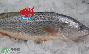 黃唇魚(yú)是黃花魚(yú)嗎？黃唇魚(yú)是黃魚(yú)嗎？