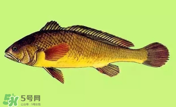 黃唇魚(yú)是黃花魚(yú)嗎？黃唇魚(yú)是黃魚(yú)嗎？