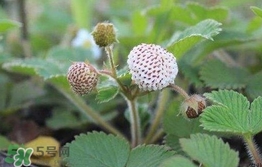 菠蘿莓種子哪里有賣？哪里能買得到菠蘿莓種子？