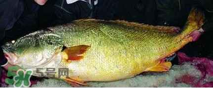 黃唇魚可以買賣嗎？黃唇魚買賣違法嗎？