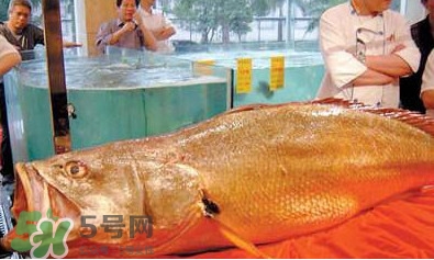 黃唇魚可以買賣嗎？黃唇魚買賣違法嗎？