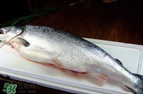 三文魚可以放多久？三文魚能放多久？