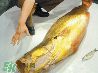 黃唇魚為什么那么有價值？黃唇魚的價值