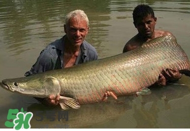 金錢鳘是什么魚？金錢鳘是淡水魚嗎？