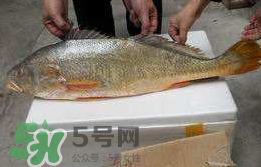孕婦能吃金錢(qián)鱉嗎？懷孕期間能不能吃金錢(qián)鱉？