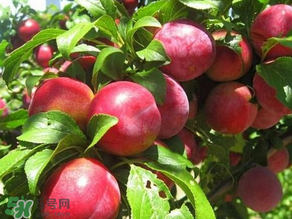 ?油桃是發(fā)物嗎？?油桃是不是發(fā)物？
