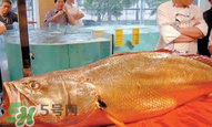 孕婦能吃金錢(qián)鱉嗎？懷孕期間能不能吃金錢(qián)鱉？