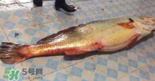 金錢鳘有什么用？金錢鳘有什么作用