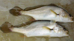 小孩能吃黃唇魚(yú)嗎？小孩吃黃唇魚(yú)好嗎？