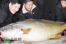 寶寶能吃金錢鳘嗎？金錢鳘寶寶吃了好嗎？