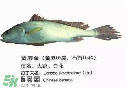 寶寶能吃金錢鳘嗎？金錢鳘寶寶吃了好嗎？