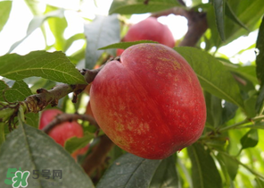 油桃和牛奶能一起吃嗎？喝完牛奶能吃油桃嗎？