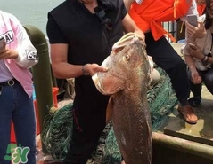 金錢鳘值多少錢？金錢鳘魚(yú)膠功效
