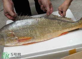 黃唇魚是不是黃花魚？黃唇魚和黃花魚的區(qū)別