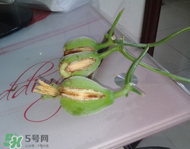 香瓜裂口怎么回事？香瓜裂了怎么辦？