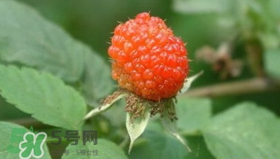 空心泡是否就是覆盆子？覆盆子是水果嗎