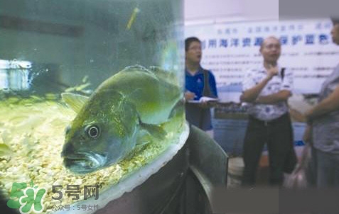 金錢鳘是哪里原產(chǎn)的？金錢鳘的產(chǎn)地在哪里