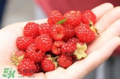 覆盆子哪里有賣？覆盆子多少錢一斤？