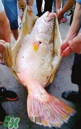 黃唇魚魚鰾能救命？黃唇魚魚鰾可以救命？