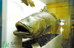 黃唇魚魚鰾真的那么神？黃唇魚魚鰾真實藥用價值